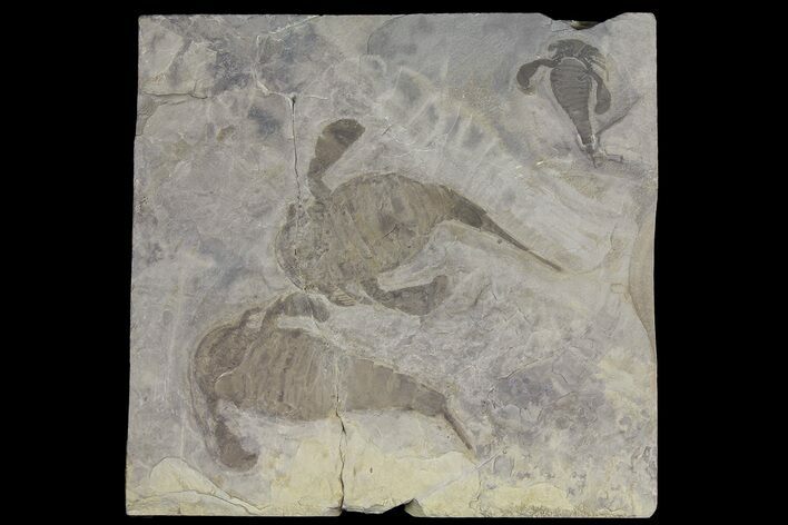 Three Eurypterus (Sea Scorpion) Fossils - New York #179507